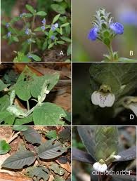 Rungia pectinata fullplant2.jpg